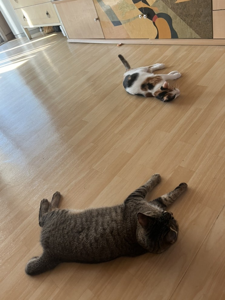  새로운 아깽이 자매 ㅋㅋ