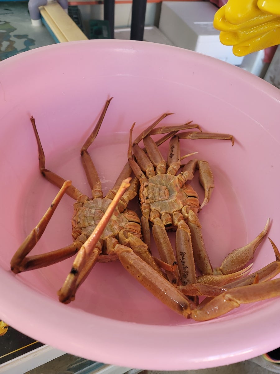 윤선장대게 사진 4
