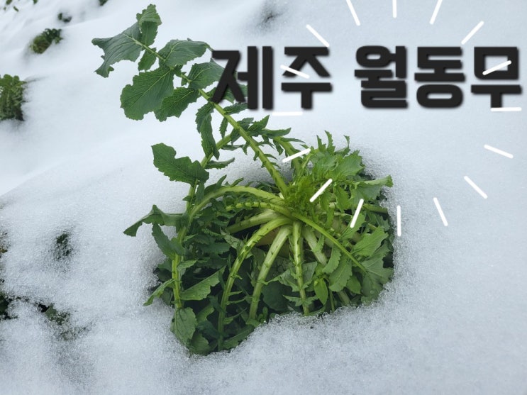 <b>제주 월동무</b> 효능 겨울 무생채 전라도식 무채지 만들기