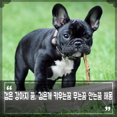 검은 강아지꿈 해몽 검은 개 꿈 검정 강아지가 무는꿈 짖는꿈 의미