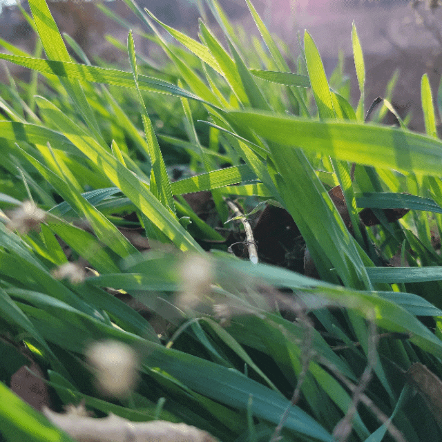 녹비작물 3종-호밀,보리, 헤어리베치 가을 파종후 겨울 성장과 비교