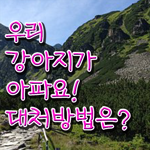  강아지열날때 대처법 핵심 정보 가득 드려요 ?!