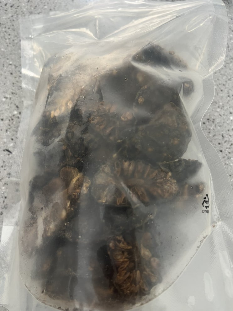  건조 노니로 따뜻한 노니 차 즐기기