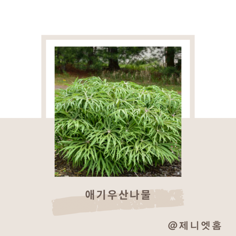애기우산나물 쌍떡잎식물 국화과의 여러해살이풀 효능 키우기 방법은? : 네이버 블로그
