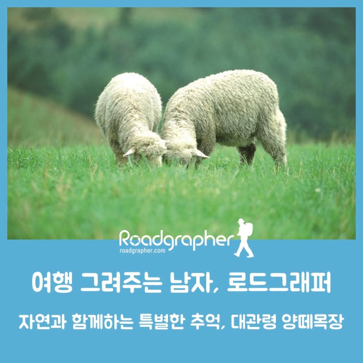  자연과 함께하는 특별한 추억, 대관령 양떼목장 / 여행 그려주는 남자, 로드그래퍼 – BBS불교방송 ‘여행스케치’