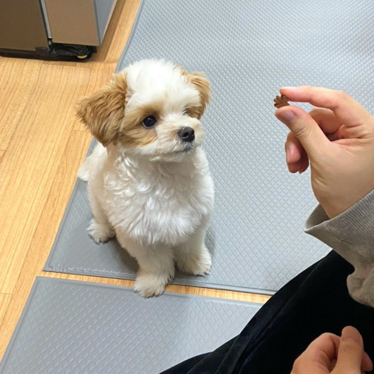  칼로리낮은 말티푸영양제 가비웁댕 추천