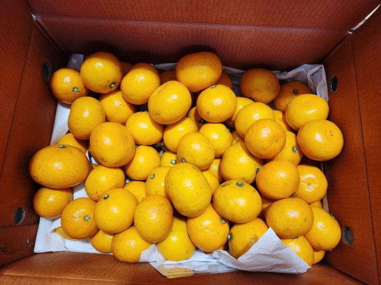  청년농부의 맛있는 제주노지감귤 '귤아라'
