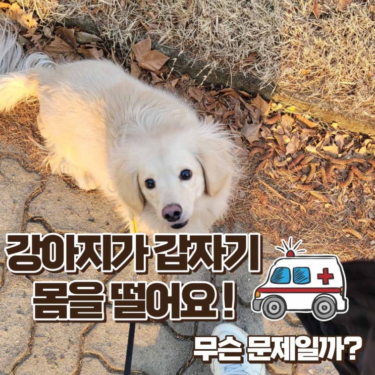  강아지가 몸을 떨어요 건강 문제일 수도 있을까요?