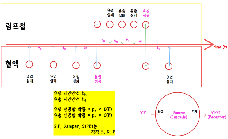  림프구의 순환에 관한 모델...