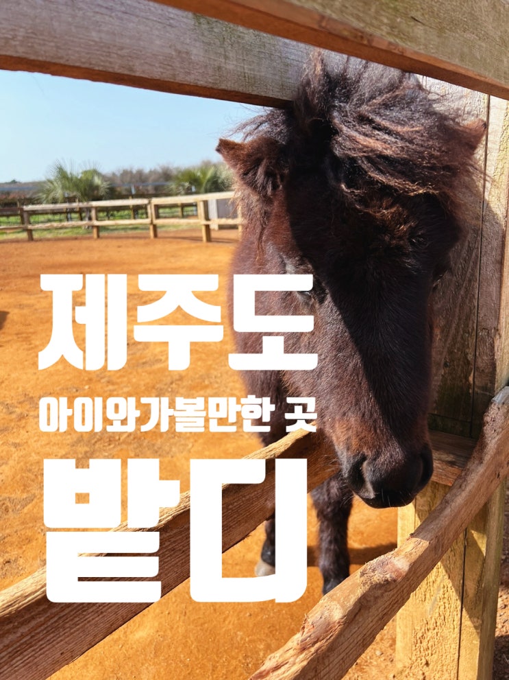  [제주도] 아이와 가볼 만한 승마체험 카트장 제주 밭디 추천