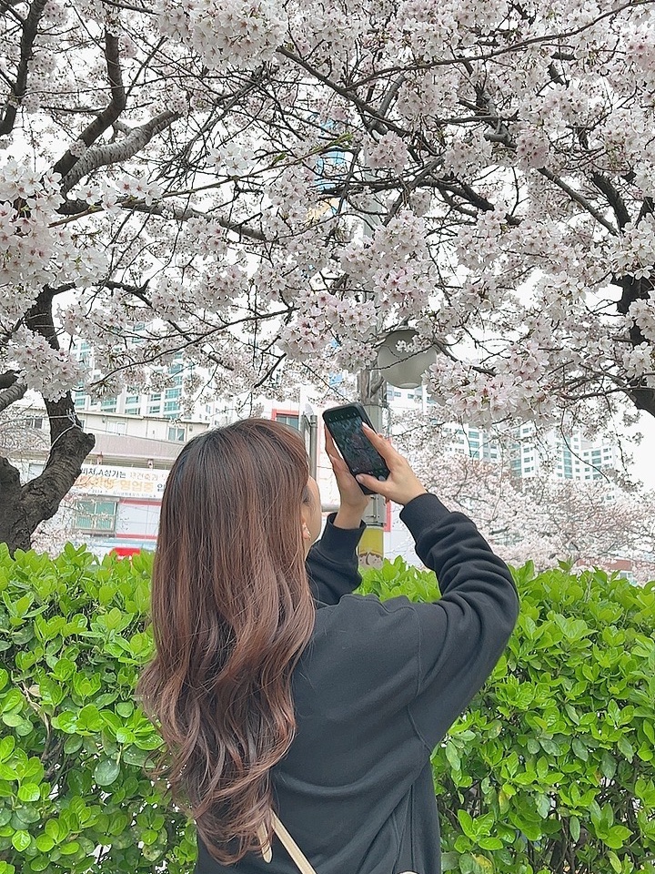  [율무일상] 부산 벚꽃명소 남천동 벚꽃거리 삼익비치아파트 | 사진 핫스팟, 주차장 무료 꿀팁 공유까지:D