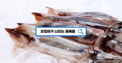  [꿈해몽풀이] 오징어꿈해몽, 오징어가나오는꿈, 오징어잡는꿈
