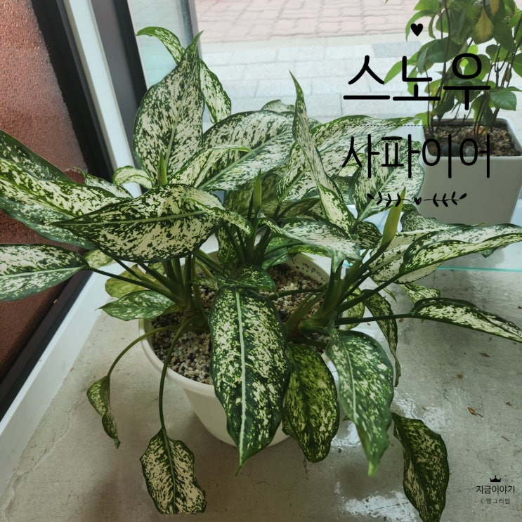  공기정화 식물 스노우 사파이어 키우면서 번식 도전하기