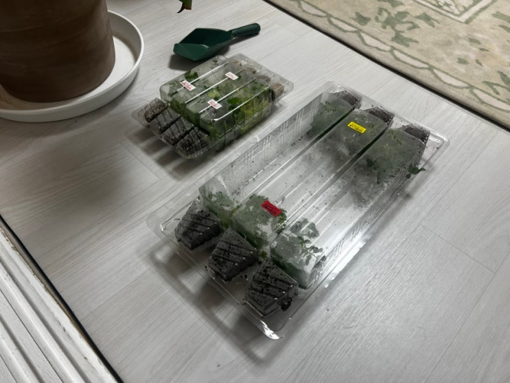  봄에는 과채류를 키워보자