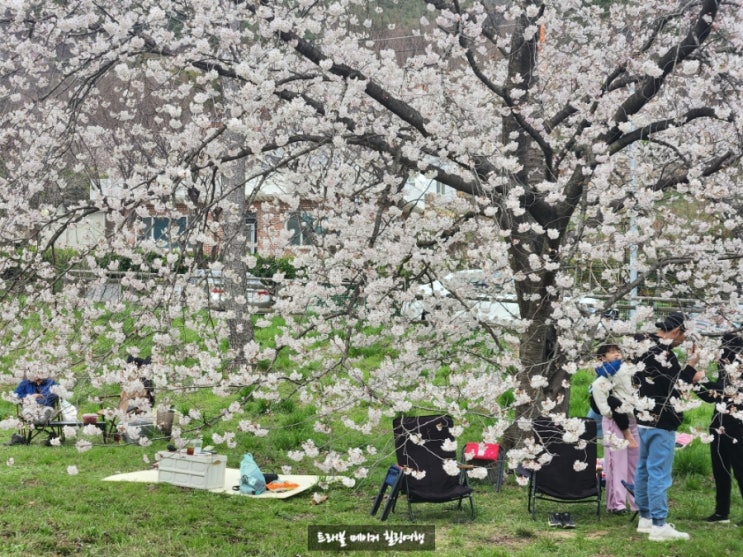  삼랑진 안태공원 벚꽃 만개 밀양 벚꽃 명소