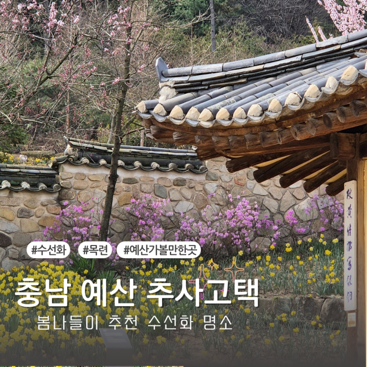  [예산여행] 수선화 목련 봄 나들이 명소 추천 예산 추사고택