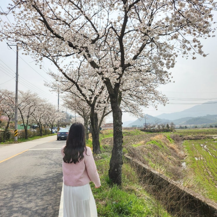  구례벚꽃명소, 구례 섬진강벚꽃길, 화엄사 홍매화