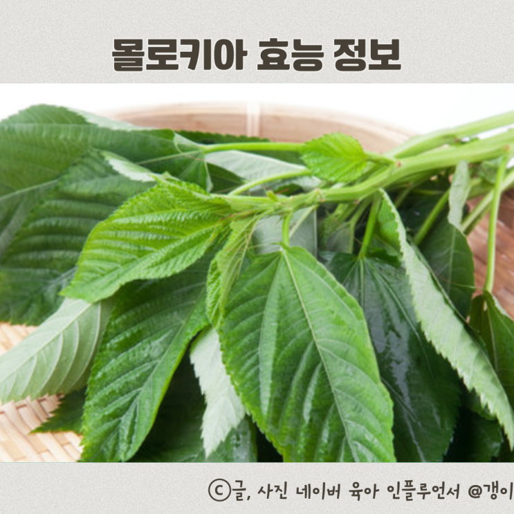  몰로키아 효능 정보