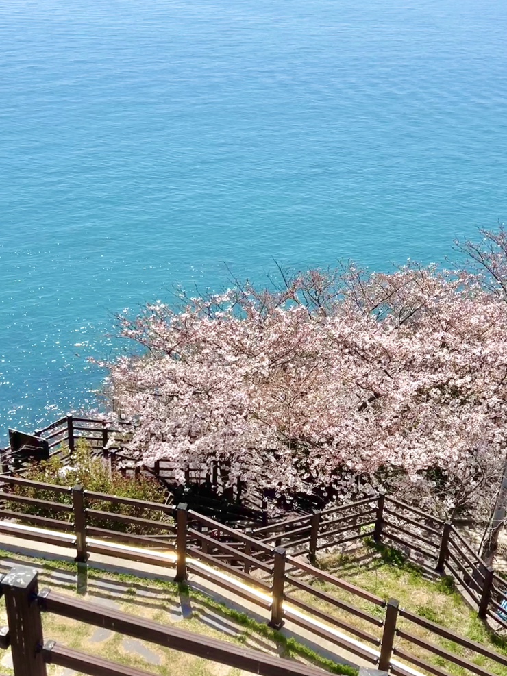  부산 벚꽃 실시간 개화 상황 오늘 4/1일 영도로 다녀왔어요!!