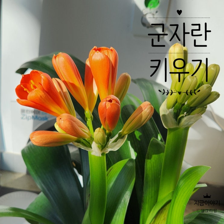  군자란 키우기 이제 꽃이 피기 시작했어요