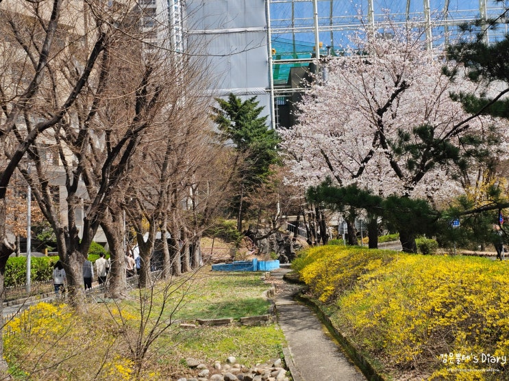  서울 벚꽃 명소 개나리 꽃구경 잠실 어린이 교통공원 봄 나들이 가볼만한곳 추천