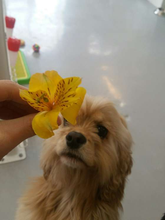 견궁 사진 6