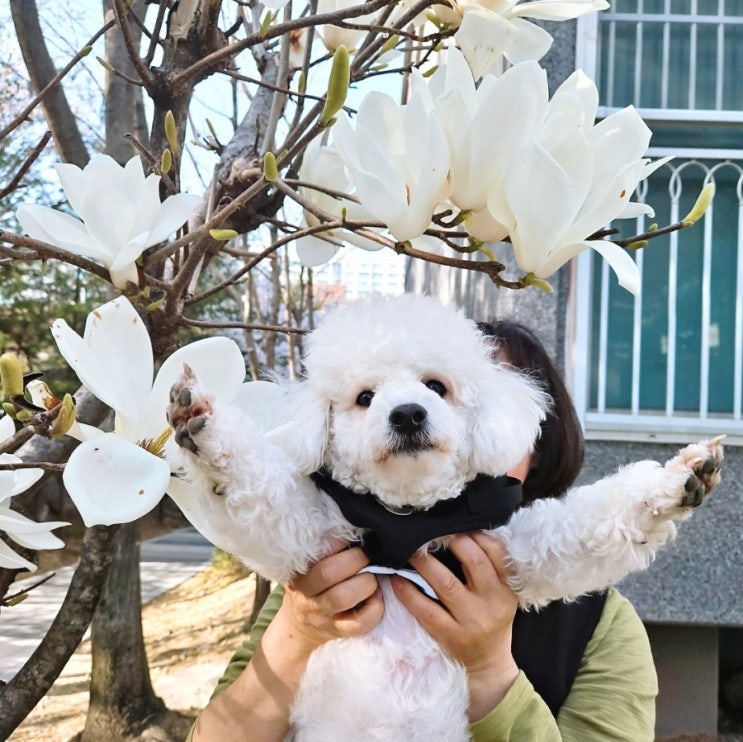  광주 신창동 마카롱맛집 달콤해디저트