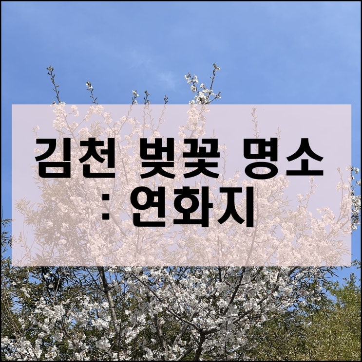  벚꽃 명소 추천) 김천 연화지 다녀왔습니다!