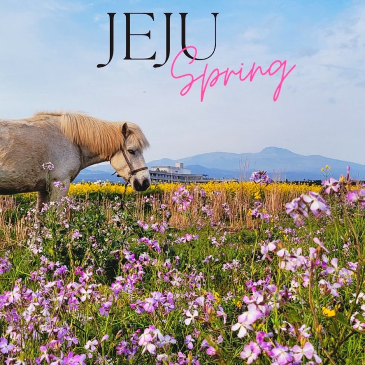  제주 벚꽃 명소 예래생태공원 유채꽃 벚꽃 축제