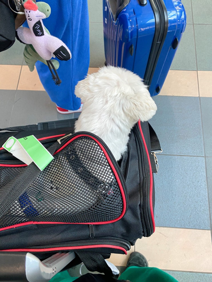 Day. 8 강아지랑 캐나다 여행 | 밴쿠버, 애견동반 대한항공 밴쿠버 공항에서 인천공항 가기, 오프리쉬 독파크