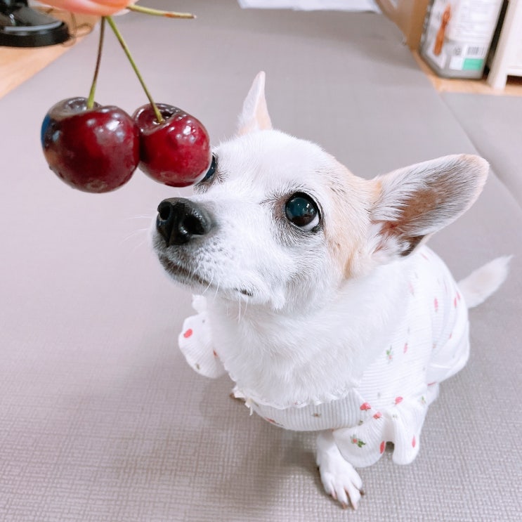  강아지 체리 급여 씨앗과 줄기는 피해서!