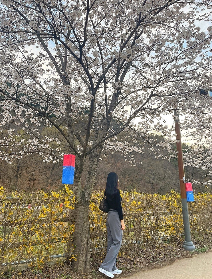 대구 벚꽃놀이 송해공원 용연사 벚꽃길 실시간 개화 상태