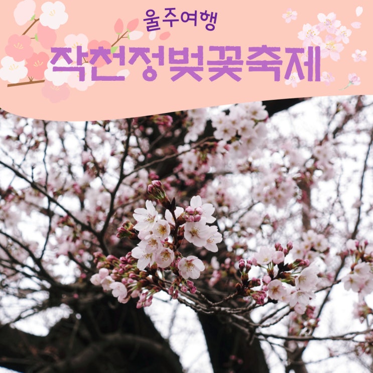  울산밀양여행 울주작천정벚꽃축제 자수정동굴 트윈터널 방문후기