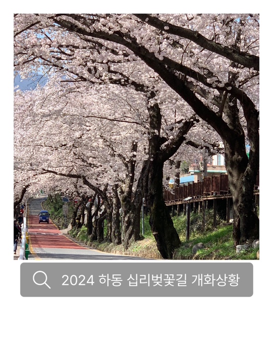  [경남 하동 ] 2024 하동 십리벚꽃길 개화 상황