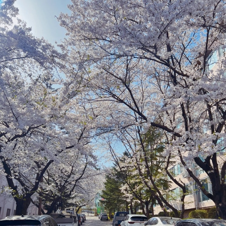 춘천 벚꽃 명소, 현지인이 알려주는 벚꽃 맛집 공지천, 에리트, 춘천댐