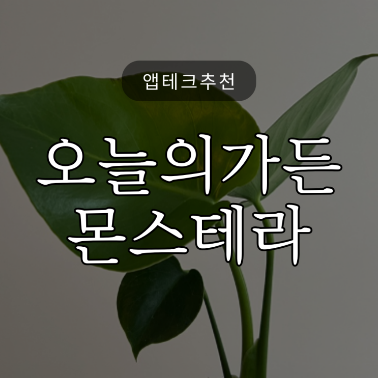  가드닝게임 / 오늘의가든에서 키운 몬스테라 실수령 /식물키우기 앱테크