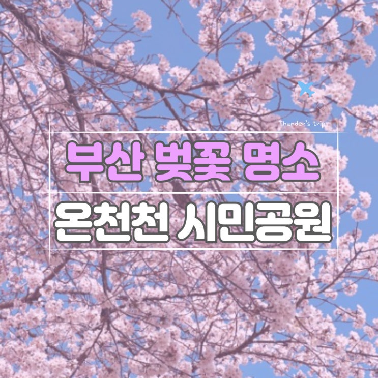 부산 벚꽃 명소 온천천 개화 상황 꽃놀이 하기 찰떡!