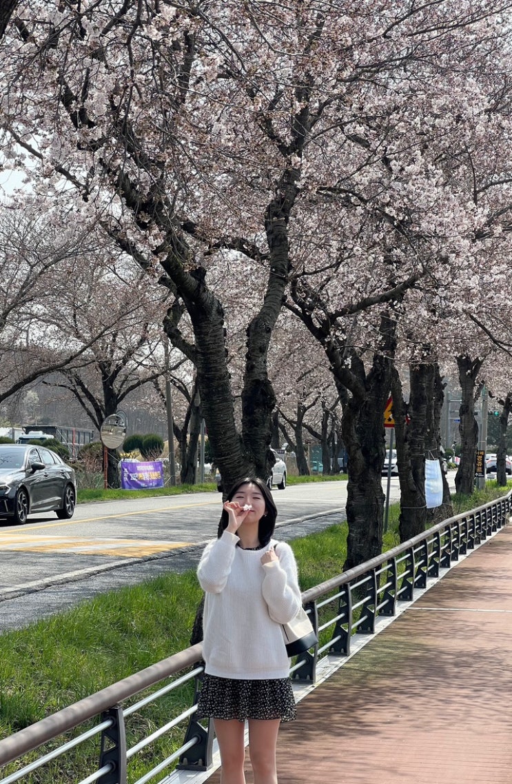  경주 1박2일 벚꽃실시간 흥무로 대릉원 황룡원