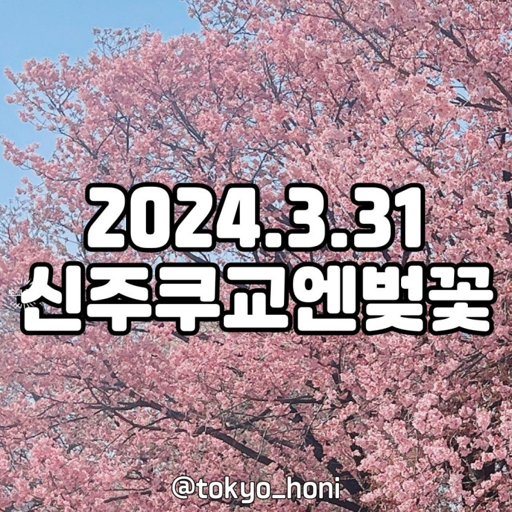 신주쿠 교엔 벚꽃 실시간 3월 31일