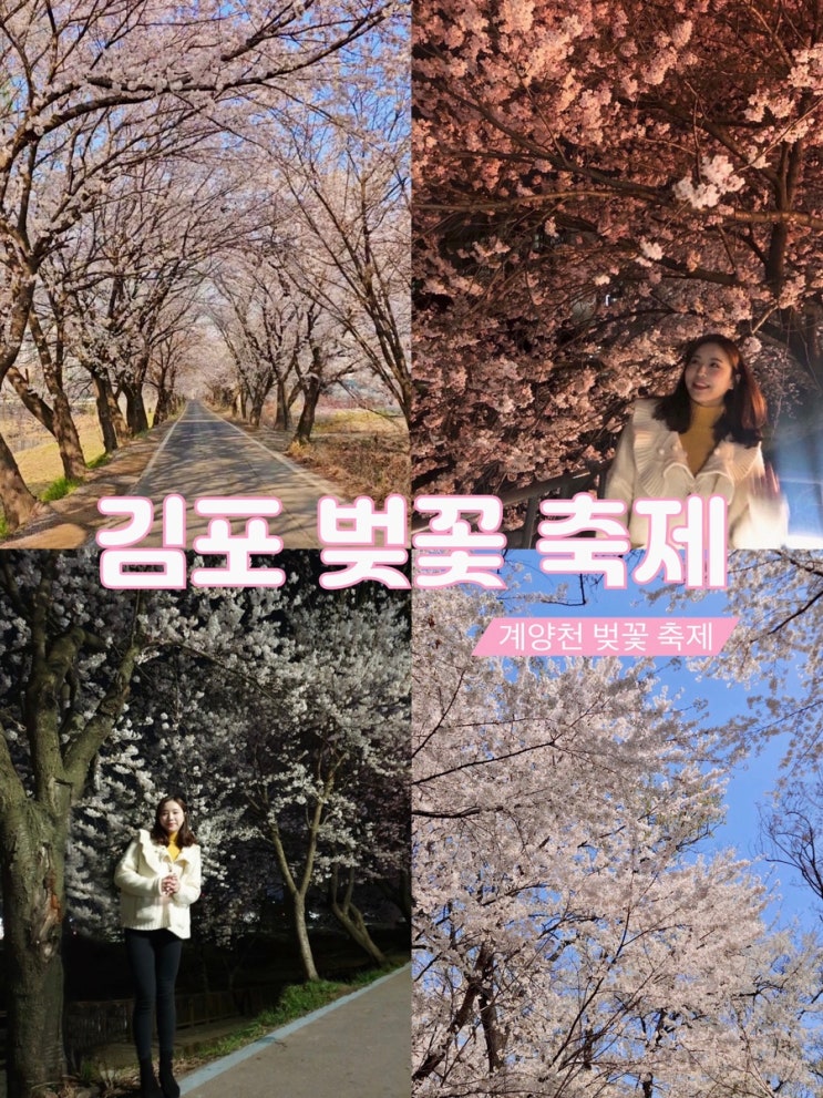 2024 김포 계양천 벚꽃축제 : 기간, 위치, 개화상황, 주차