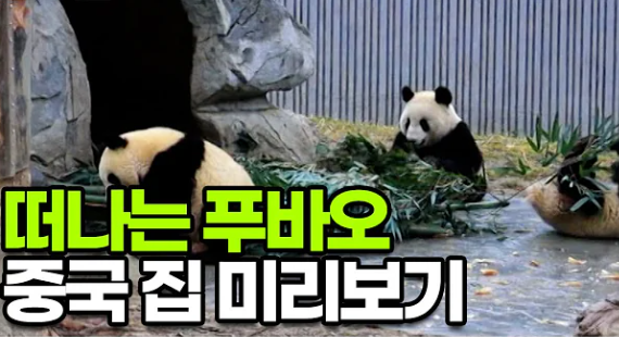 <b>푸바오</b> 새 보금자리 워룽 판다... 안내 <b>강철원 사육사</b> 동행 학대... 