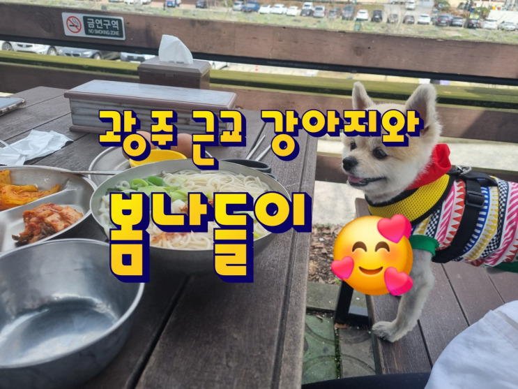  광주 근교 강아지 봄나들이 산책하기 좋은 곳 (feat. 애견동반 진우네국수식당)