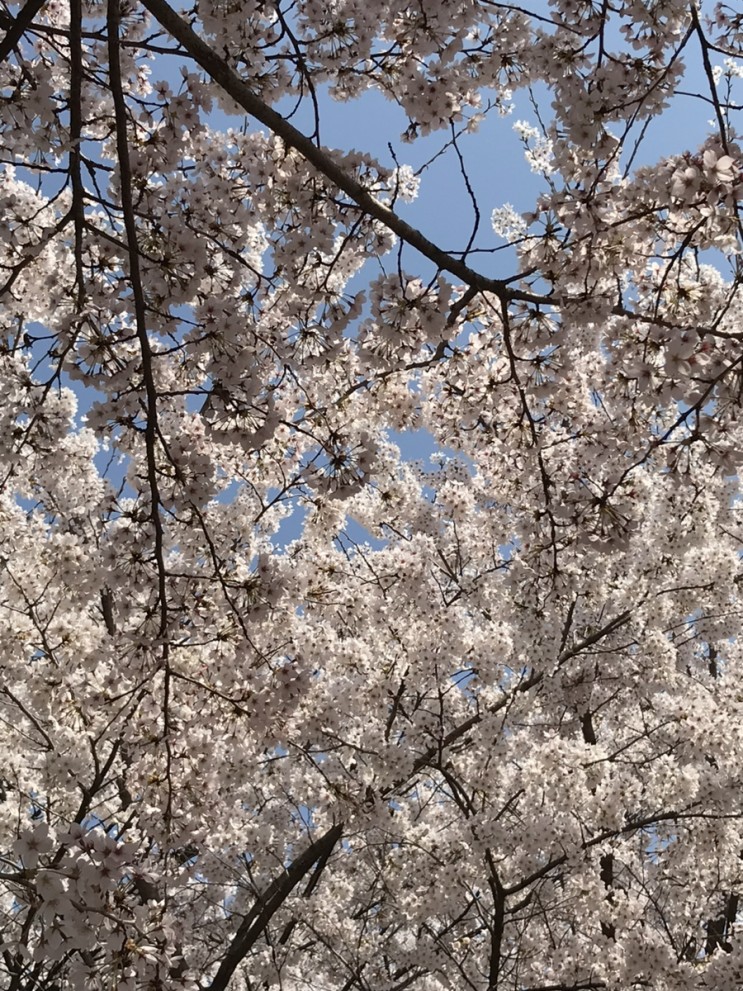 벚꽃 피는 날에는 인천 원적산 공원 산책