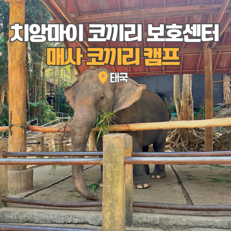  태국 여행 치앙마이 한달살기 매사 코끼리 캠프 보호소 비추 후기