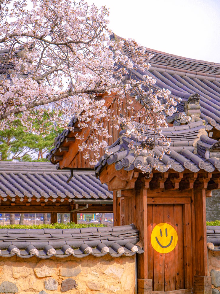  경주 오릉 상대적으로 한적했던 벚꽃길 산책로 풍경