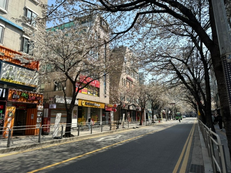  서울 노량진 벚꽃거리, 서울나들이 코스. 서울 벚꽃장소 추천. 벚꽃 실시간. 노량진에서의 산책: 벚꽃과 미식의 즐거움
