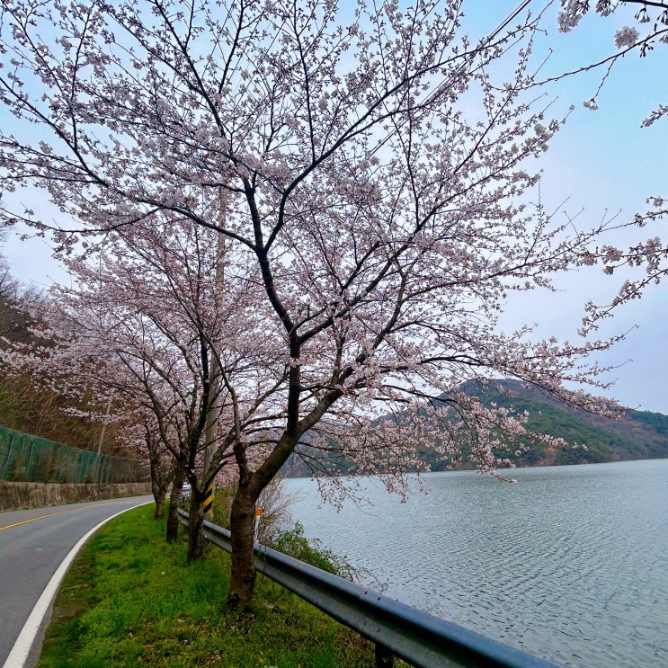  숨겨진 나주 벚꽃 명소 백용제 벚꽃길 드라이브코스 전세냄