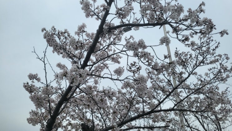  [일상 기록] 아이와 산책하기 좋은 곳, 김해 공원 렛츠런파크 부산경남