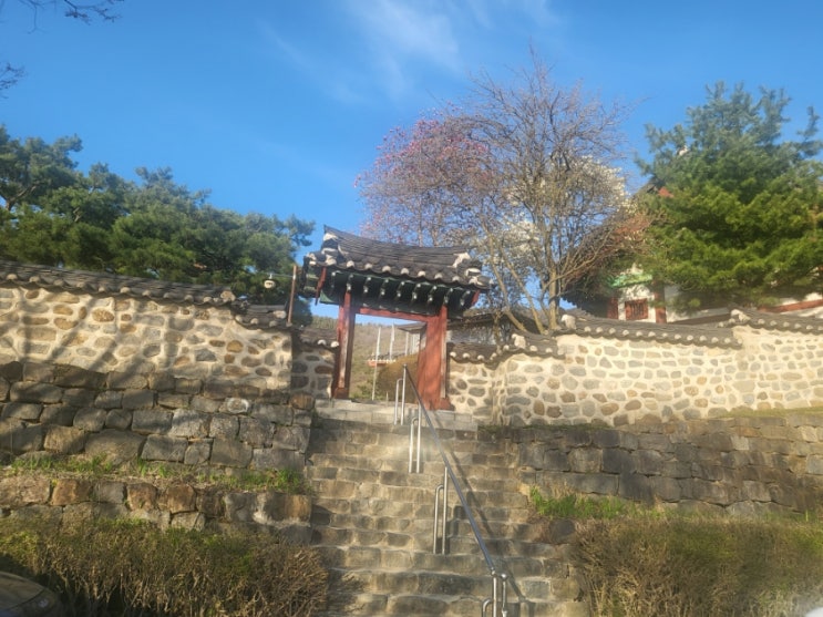 [대전_동구]나만 알고 싶은 벚꽃 명소(3월 31일 기준)_우암사적공원
