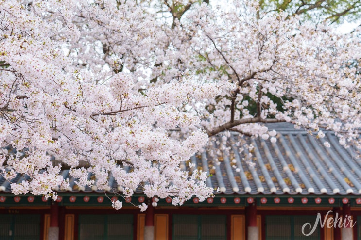 제주 벚꽃 명소 삼성혈 제주 전농로 벚꽃축제 개화시기